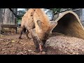 【asmr】物凄い勢いで骨を噛み砕くハイエナ hyenas eats bones【sound eating】