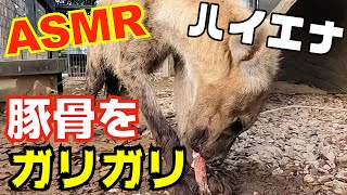 【ASMR】物凄い勢いで骨を噛み砕くハイエナ Hyenas eats bones【Sound Eating】