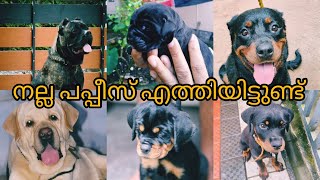 #petsofkerala  നല്ല അടിപൊളി ലാബിന്റെ പപ്പീസുകൾ വന്നിട്ടുണ്ട് 🐕GSD #withkci