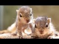 why you never see baby squirrels squirrel facts