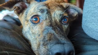 洗われたら必ず暴れる元猟犬