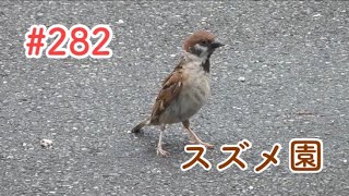 スズメさんの日常#282