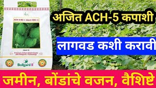 अजित ACH-5 कपाशी // Ajeet ACH-5 cotton seed // top cotton seed // kpashi lagvad mahiti //#cotton