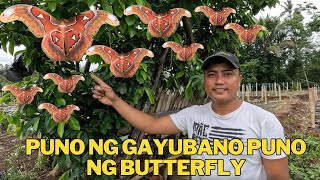 PINAMUMUGARANG NG PARO PARO NG PUNO NG GAYUBANO @butterfly_couples