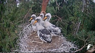 Melnais stārķis ~ Storklets watch attentively the surroundings~9:33am