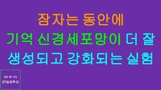 매탐인 기억 - 잠자는 동안에 기억 신경세포망이 강화되는 실험