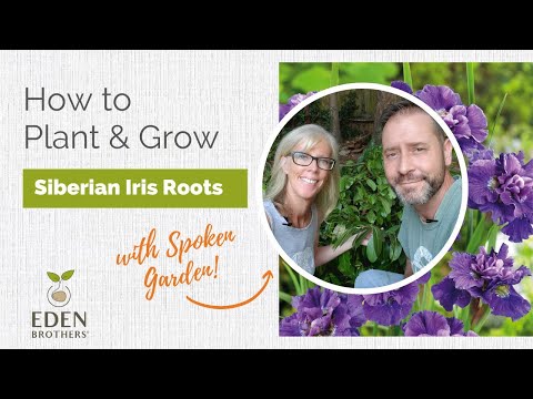 How did Siberian iris get its name?