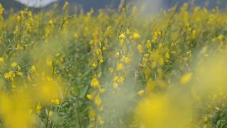 Yellow Garden in Cambodia / អមលាំង / ផ្កាពណ៌លឿង / កំពង់ស្ពឺ / Prumden