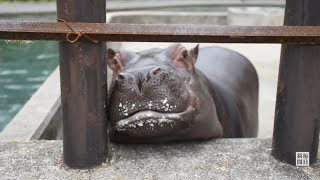 ぷくぷくのカバ「まんぷく」1歳に　特製ケーキでお祝い　とべ動物園