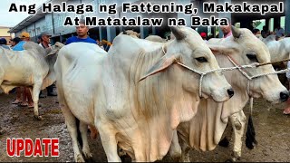 Mga Halaga ng Bakang Pang Fattening At Mga Pang-Hayopin, Makakapal At Matatalaw