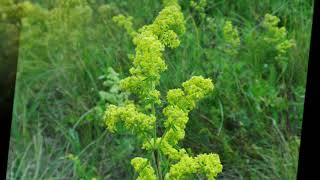 [Ru] Galium verum / 河原松葉（カワラマツバ）