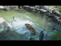 서울대공원 동물원 동물영상 모음 seoul zoo animals video compilation