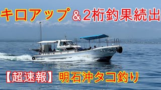 超最新『２桁釣果続出！明石沖タコ釣り！！』週末の釣行パターン予想も！