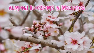 Almond blossoms of Mallorca Spain | Valentines Special | FCJ STUDIO