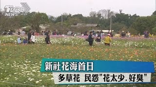 新社花海首日　多草花　民怨「花太少.好臭」