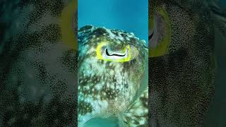 Cephalopod Compilation seen in East Sabah, Malaysia #scubadiving #octopus #cuttlefish