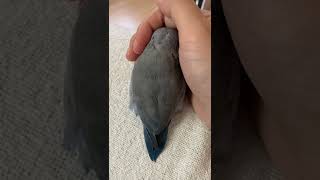 【マメルリハ】手の中で寝るインコ