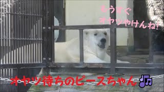 【しろくまピース】オヤツ待ちのピースちゃん♪　2022/7/26　とべ動物園