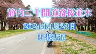 静内二十間道路桜並木　2024.04.23