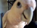 ducorps cockatoo saying hello