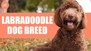 Labradoodle: All About Poodle and Labrador Retriever Mix