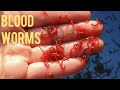 How to find blood worms in your backyard🐛 How to find blood worms in your backyard🐛