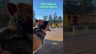 Milo’s Adventure at Apple Park Visitor Center in Cupertino! 🍏🏙️