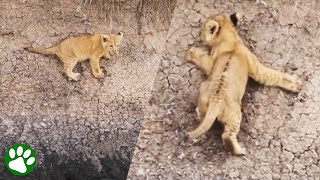 Baby lion in trouble rescued by its mother