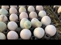 how to raise duck naturally ចិញ្ចឹមទាតាមបែបធម្មជាតិអោយមានពងច្រេីននៅខេត្តបាត់ដំបង