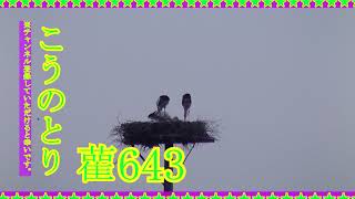 こうのとり、20 08 0643　（Stork）コウノトリすくすく子育て家族