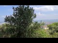 גינה של בית ברחוב הגליל בחיפה a garden of a house on galilee street in haifa