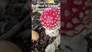 ตัวอย่างเห็ดพิษ กินไม่ได้ Poisonous ☠️ Inedible Mushrooms #เก็บเห็ดป่าอังกฤษ