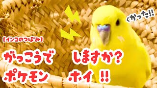 【インコのつぼみ】学校でしますか？　ポケモンホイ‼︎