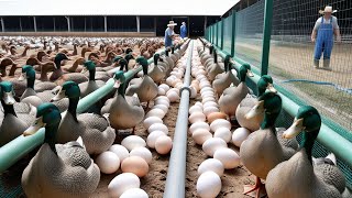 Efficient Organic Duck Farm - From Ducklings To Eggs Harvest - Egg Farm