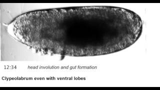 Drosophila melanogaster, slow version of embryonic developmental stages