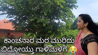 daily vlog 2 ಕಾಂಚನಾರ ಮರದ ರೆಂಬೆ ಮುರಿದು ಬಿದ್ದೋಯ್ತು. ಸಿಕ್ಕಾಪಟ್ಟೆ ಗಾಳಿಮಳೆ