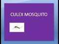 PSM 810 Culex Mosquito Morphology Features Egg Larva Pupa Adult