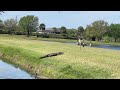 must see sandhill crane intimidates alligator near florida pond