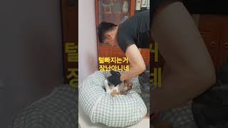 고양이털정리 해주기#고양이 #집사 #shorts