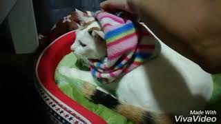 Funny Cat I How to ใส่เสื้อให้แมว