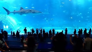 沖繩自由行 | Okinawa 美麗海水族館。那霸巴士。名護鳳梨園一日行程