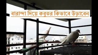 বারান্দা থেকে কবুতর প্রশিক্ষণ | How to Train Pigeon from balcony | Akand Loft