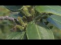 אשחר רחב עלים זכר עם פרחים בראשיתם rhamnus alaternus with male flowers in the winter