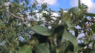 אשחר רחב עלים זכר עם פרחים בראשיתם Rhamnus alaternus with male flowers in the winter