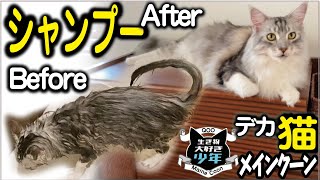 【メインクーン】大型猫、夏シャンプーでスッキリ！Before→Afterお風呂嫌いだけど頑張りましたMaine Coon cat