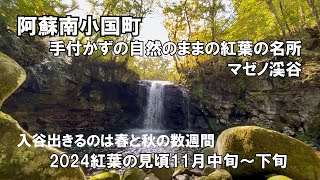 【秘境を訪ねる】年２回春と秋の数週間のみ一般解放される秘境　南小国町マゼノ渓谷　紅葉の名所　色付き始めの渓谷を歩く　2024年見頃11月中旬以降