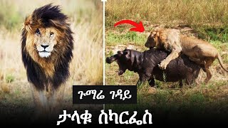 የምንግዜውም ተዋቂ አንበሳ የስካርፌስ ታሪክ.