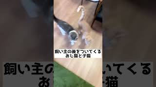 飼い主の後をついてくるおじ猫と子猫🐱 #shorts