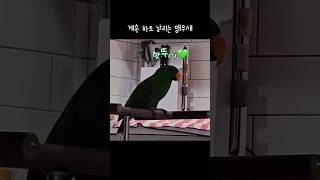 [지구젤리] 옆에서 계속 하트 날리는 앵무새 / 하트 / 핫뚜~ / parrot says heart