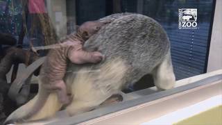 Baby Tamandua (Pup) - Cincinnati Zoo